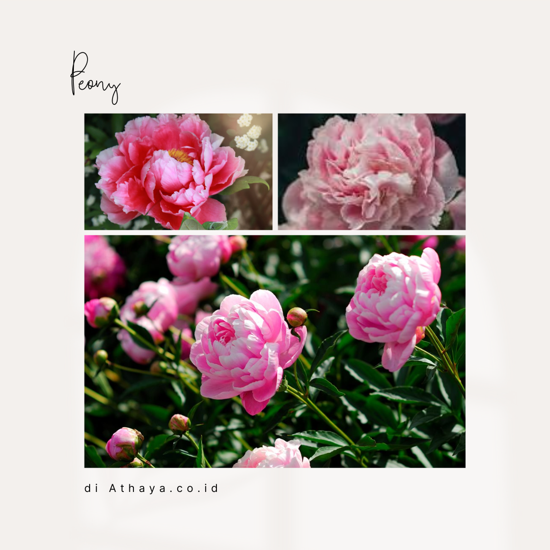  Peony